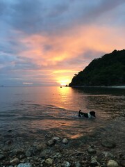 Fish enjoying a sunset in the Philippines