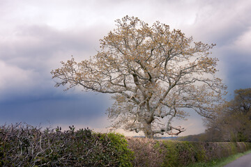 Oak tree in a hedge against a dark sky in spring, England