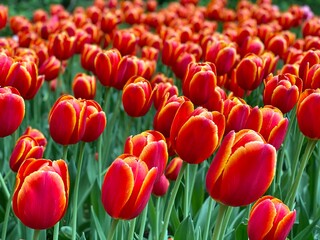 Flower bed with red tulips and green leaves