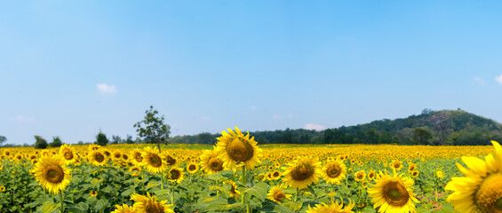 panoramic view field of sunflowers on a background of blue sky