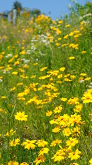 들판의 큰금계국