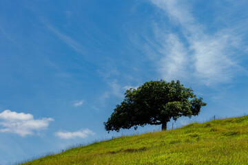 Fototapeta na wymiar Árvore isolada em alto de morro de parea rural de Guarani, Minas Gerais