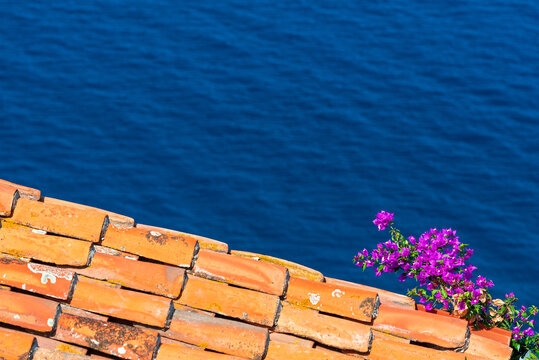 bouganvillea on a rooftop overlooking the sea