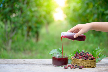 Asian woman farmer harvesting fresh mulberries In her mulberry garden to extract mulberry juice or...