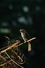 bird on a branch