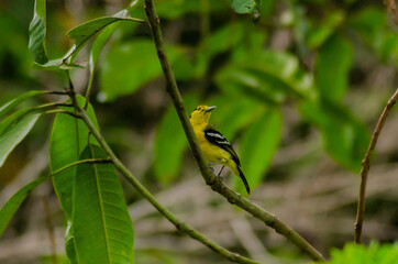 bird on a branch