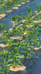 밭에서 잘 자라고 있는 고추