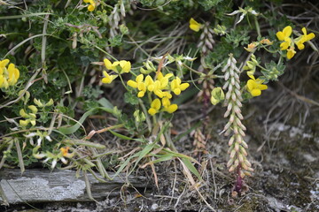 Wild yellow flowers