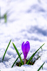 crocus dans la neige