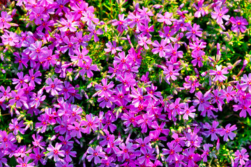 Naklejka premium A background of many small pink and purple flowers. Solid background. Top view