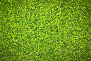 Fototapeta premium green grass background