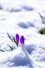 crocus dans la neige