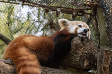 red panda in zoo