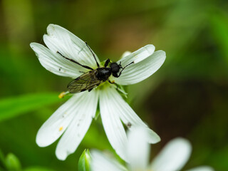 A black fly on a white flower