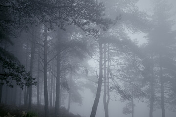 Moody autumn misty pines