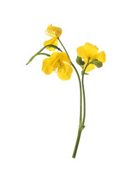 Celandine with yellow flowers isolated on white