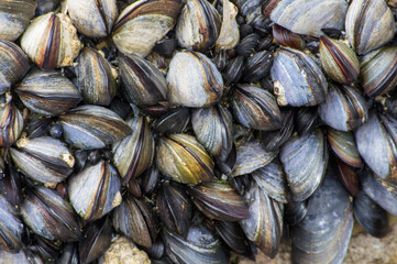 Moules sur un rocher
