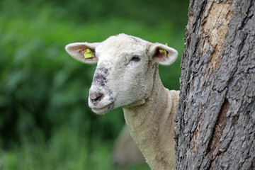 schaf nutztier in der natur hinter einem baum
