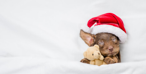 Cute tiny Dachshund puppy wearing red santa hat sleeps under white blanket at home and hugs favorite toy bear. Top down view. Empty space for text