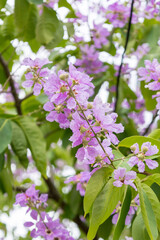 Trees that grow naturally. With beautiful purple flowers