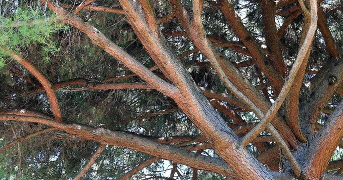 Branches Of A Large Provence White Pine (Pinus Halepensis Or Aleppo Pine) With Water Reflections, Pine Native To The Mediterranean Region - DCi 4K Resolution
