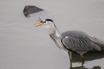 Heron eating a fish