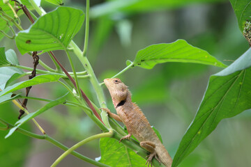Small lizard brown color is holding on branch tree in nature background