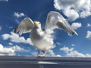 Möwe auf einem Boot