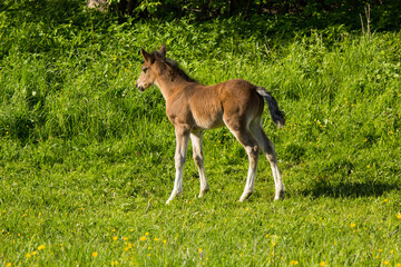 junge Haflinger Fohlen auf der Weide beim spielen