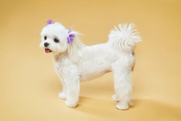 charming little Maltese lapdog. photo shoot in the studio on a yellow background