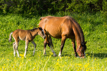 junges Fohlen mit Stute auf einer blühenden Weide