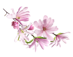 Beautiful pink magnolia flowers on white background