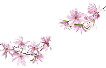 Fototapeta na wymiar Beautiful pink magnolia flowers on white background
