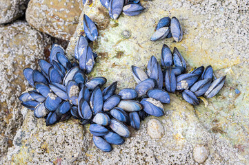 Moules sur un rocher