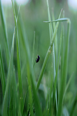 The beetle sits on a green blade of grass. Small dark green beetle on the grass. Macro photography. Background picture. Close-up.