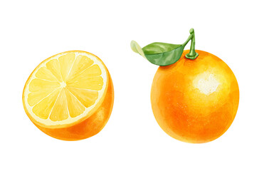 Watercolor set with realistic whole orange and half orange on white background. Hand-drawn illustration.