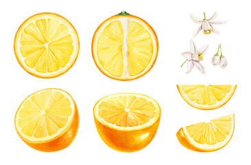 Realistic watercolor set of cut oranges isolated on white background. Hand-drawn illustration.