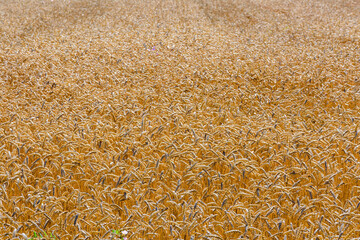 Backdrop of ripe wheat. Agricultural concept