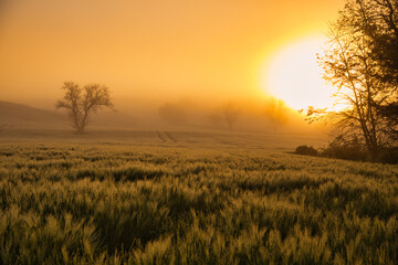 nebelstimmung in St. Pére im Burgund