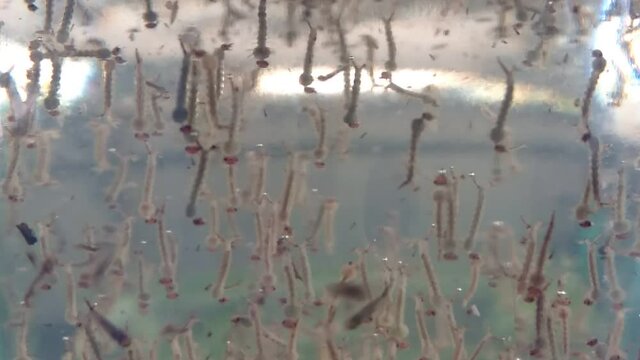 Blur, mosquito larvae swimming in a glass, giving insight into the spread of dengue epidemic.