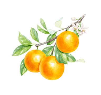 Realistic watercolor branch with oranges and white flowers isolated on a white background. Hand-drawn illustration.