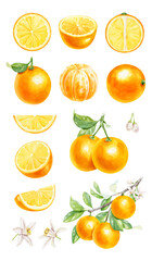 Realistic watercolor set of orange branch, half orange and whole orange on white background. Hand-drawn illustration.