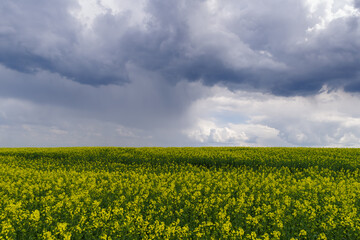 Rapeseed field, Podilia region, South-Western Ukraine