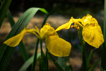 Yellow river irises close-up on a summer day on the background of nature.