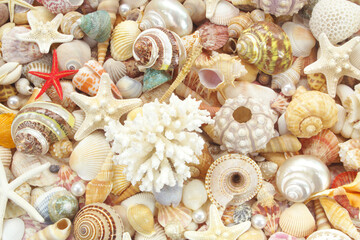 Seashells background, lots of amazing seashells, coral and starfishes mixed
