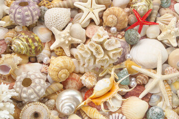 Seashell background, lots of seashells with starfishes	