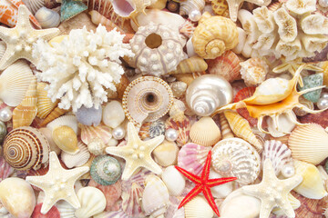 Many seashells, different corals, sea urchins and starfish background
