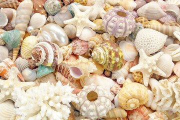 Many tropical colorful seashells, corals and starfishes mixed	