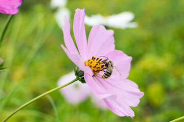 Bee collects nectar on pink flower in summer
