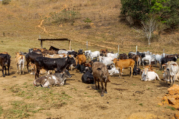 Obraz premium Gado da raça Holandesa em área de pastagem de propriedade rural de Guarani, Minas Gerais, Brasil